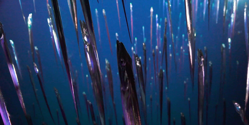A vertical school of cutlassfish